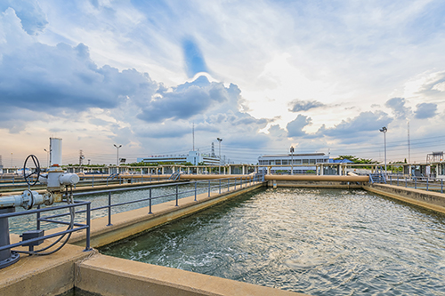 water plant image